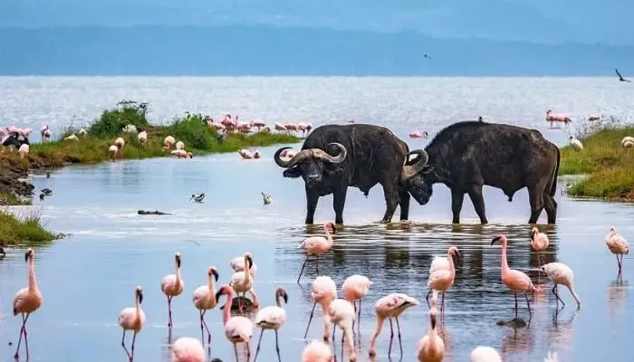 Lake-Nakuru-National-Park (7)