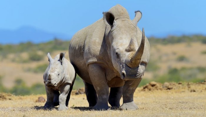 white_rhino_national_park_of_kenya