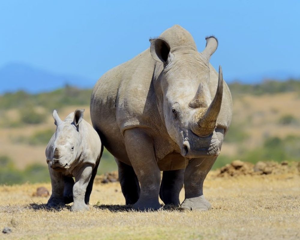 white_rhino_national_park_of_kenya